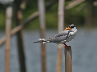 River Tern