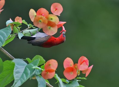 Crimson Sunbird