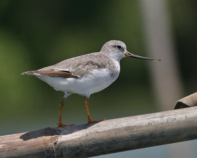 Terek Sandpiper