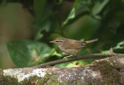 Raddes Warbler