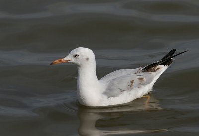 Slender-billed Gull