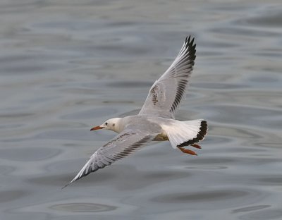 g1/90/590590/3/129837789.ZD8l1lEF.jpg