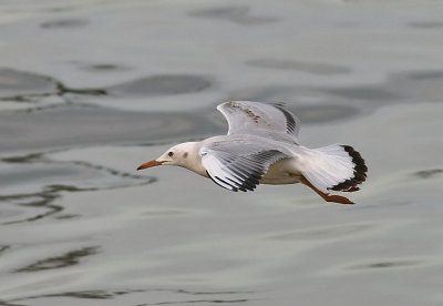 g1/90/590590/3/129837790.o38PFRSA.jpg