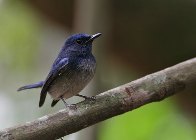 Hainan Blue Flycatcher