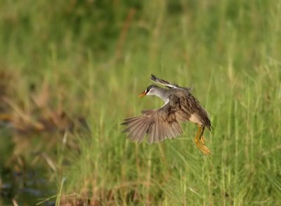 White-browed Crake