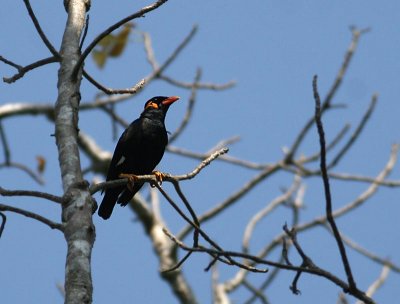 Hill Myna