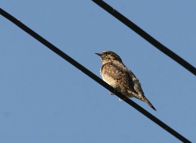 Wryneck