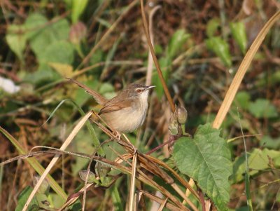 Rufescent Prinia