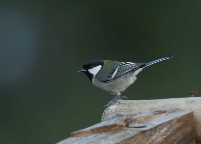 Japanese Tit