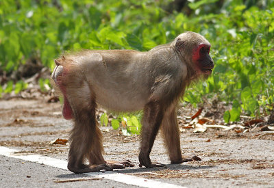 Stump-tailed Macaque