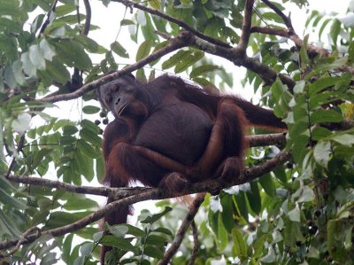 Orang Utan