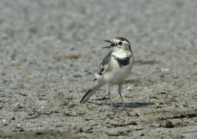 White Wagtail