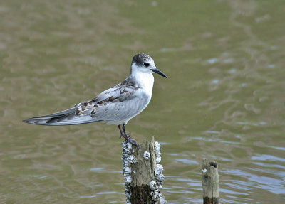 Whiskered Tern