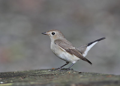 Taiga Flycatcher