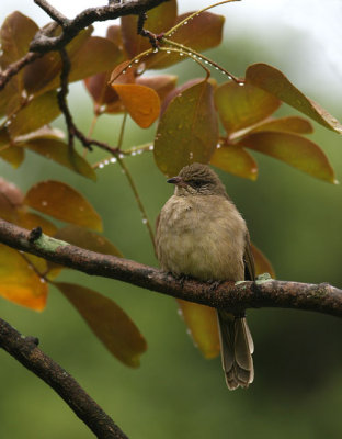 Streak-eared Bulbul