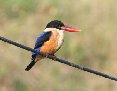 Black-capped Kingfisher