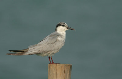 Whiskered Tern