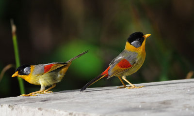 Birds of Fraser's and Taman Negara, 2006