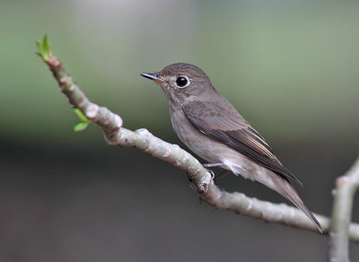 Asian Brown Flycatcher