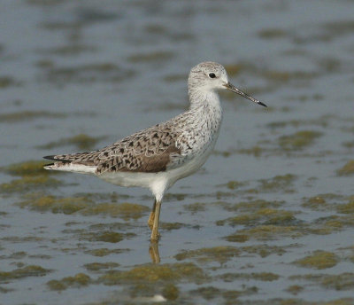 Marsh Sandpiper