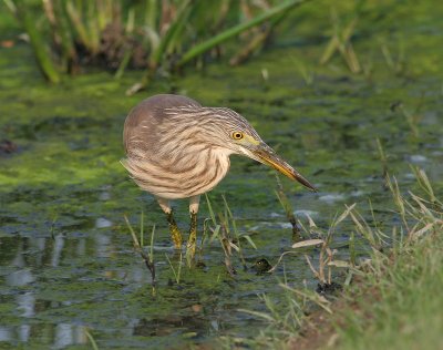 Chinese Pond Heron