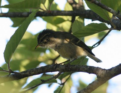 Buff-barred Warbler
