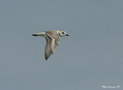 White-faced Plover