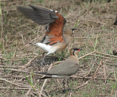 Oriental Pratincole