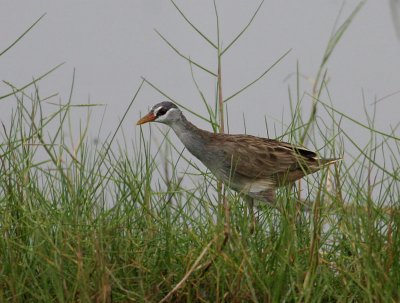 White-browed Crake