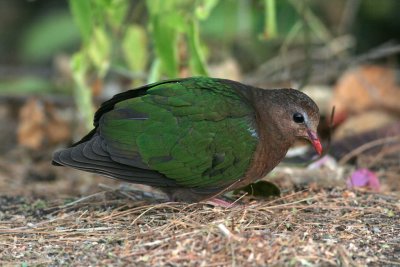Emerald Dove