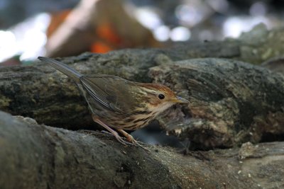 Puff-throated Babbler