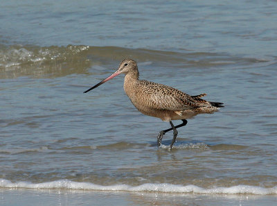 Marbled Godwit