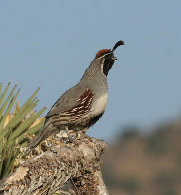 Gambels Quail