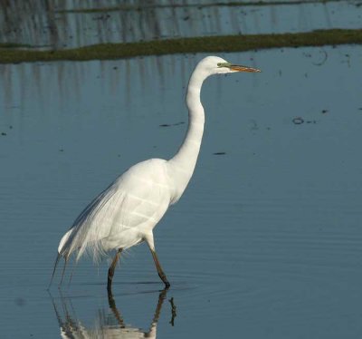 Great  Egret