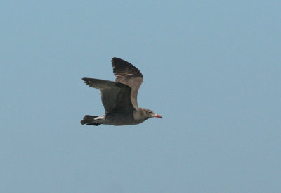 Heermans Gull