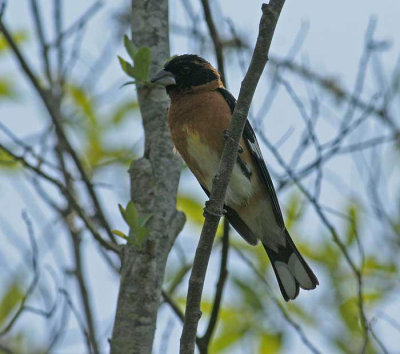 Black-headed Grosbeak