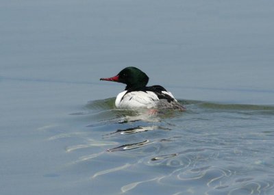 Common Merganser