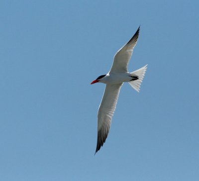 Caspian Tern