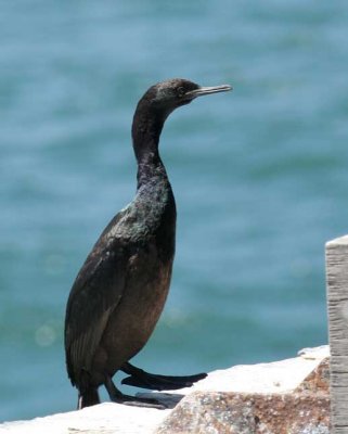 Pelagic Cormorant