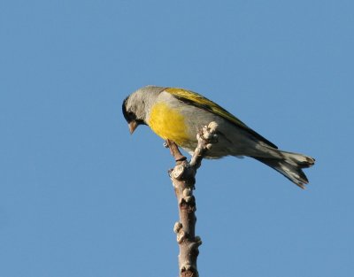 Lawrences  Goldfinch