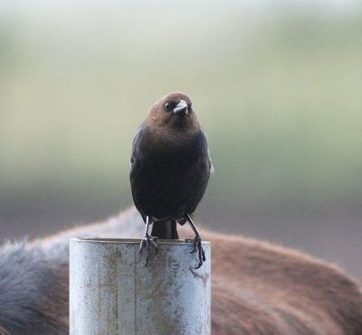 Brown-headed Cowbird