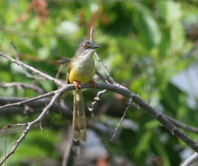 Yellow-bellied Prinia
