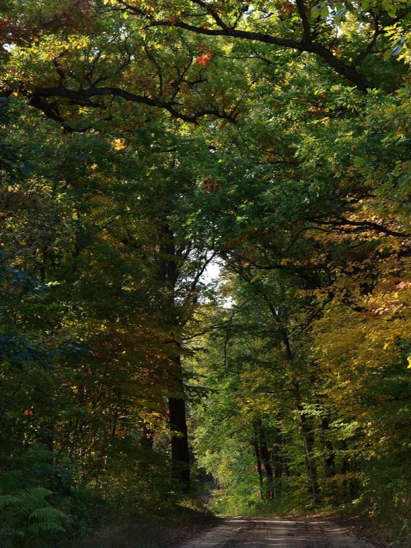 Sandy Road in the Woods.jpg