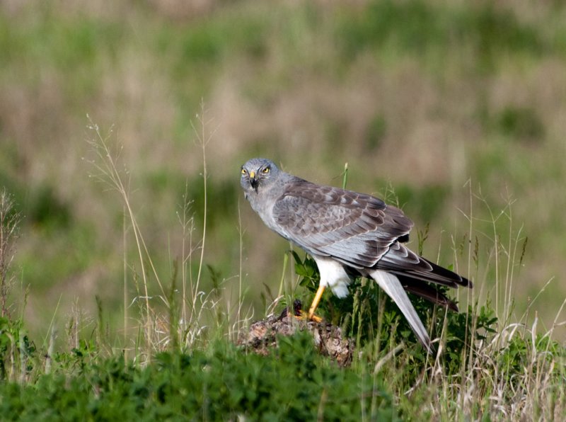 Northern Harrier with Kill