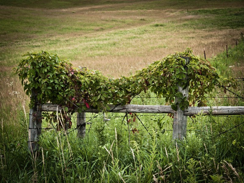 Wood Fence Posts w Vine.jpg