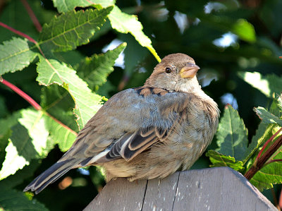 Baby Sparrow 2.jpg