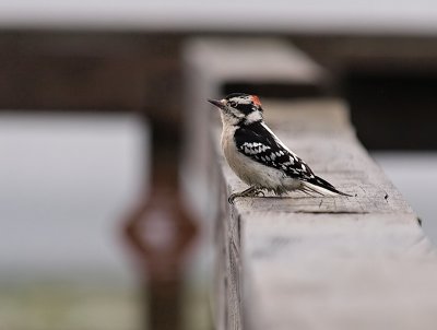 Hairy Woodpecker