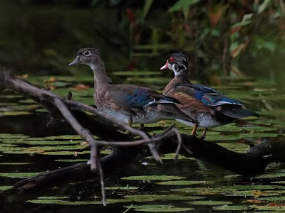 Two Juvenile Wood Ducks