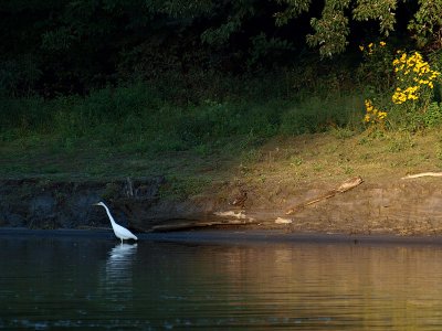 Egret in the Bridges Shadow.jpg