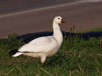 Snow Goose Alone in the City.jpg